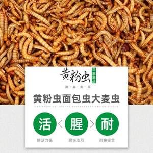 金龙鱼吃大麦虫怎么办：金龙鱼只吃大麦虫怎么办？ 龙鱼百科 第4张