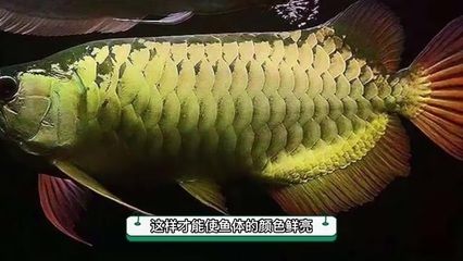 金龙鱼淡水还是海水：金龙鱼是海水鱼还是淡水鱼还是海水鱼还是海水鱼