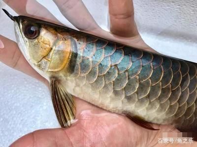 龙鱼突然撞缸死了：龙鱼为什么会突然撞缸而死？ 水族问答 第2张