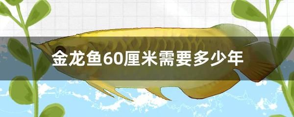 金龙鱼60厘米需要多少年：金龙鱼养多久才能长到60厘米大约需要多少年 龙鱼百科