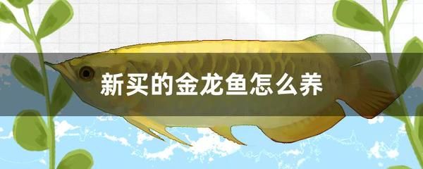 金龙鱼吃什么食料长得快：为了促进金龙鱼的快速生长饲养者需要精心选择它们的食物 龙鱼百科 第7张