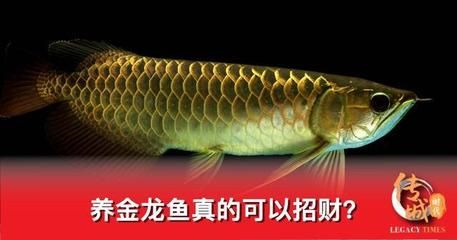 金龙鱼变白了：金鱼全身变白色怎么回事 龙鱼百科 第4张