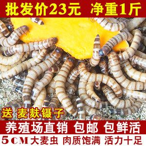 金龙鱼吃面包虫长得快吗：金龙鱼吃什么长得快 龙鱼百科 第6张