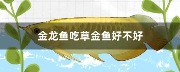 金龙鱼吃泥鳅要把泥鳅弄死吗：喂食金龙鱼泥鳅时需要注意以下几点处理泥鳅的处理方法 龙鱼百科 第5张