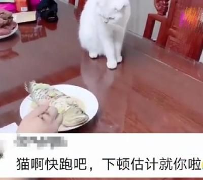 金龙鱼吃鱼：喂食金龙鱼吃小鱼的时候应该怎么喂 龙鱼百科 第7张