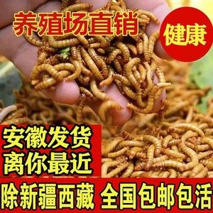 金龙鱼吃大麦虫后拒食怎么办：解决金龙鱼拒食的问题之前需要分析导致拒食的原因 龙鱼百科 第1张