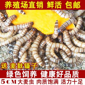 金龙鱼吃的虫子有哪些：金龙鱼可以吃多种虫子， 龙鱼百科 第7张