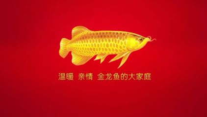 金龙鱼吃什么爬背快又好养：如何促进金龙鱼爬背 龙鱼百科 第5张