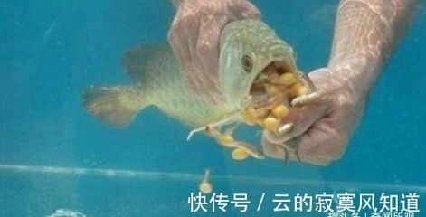 金龙鱼产卵吗：男子拍下金龙鱼产卵过程，雄鱼却把卵全给吞了 龙鱼百科 第2张