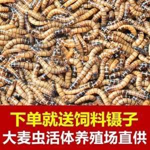 金龙鱼吃啥饲料好养活：金龙鱼喂什么饲料好 龙鱼百科 第5张