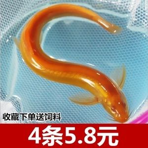 金龙鱼吃不吃泥鳅：金龙鱼为什么不吃泥鳅 龙鱼百科 第5张