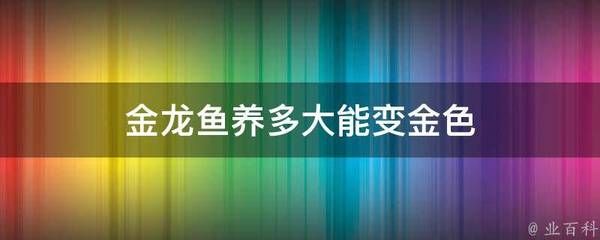 金龙鱼变金色过程：如何让金龙鱼展现出美丽的金色