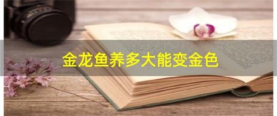 金龙鱼变金色过程：如何让金龙鱼展现出美丽的金色 龙鱼百科 第4张