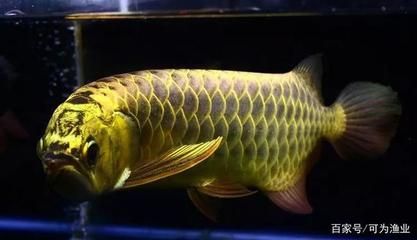 湘潭市雨湖区鱼博士水族馆：湘潭市雨湖区鱼博士水族馆经营产品：鱼缸、观赏鱼批发、零售