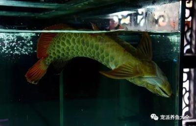 盘山县高升镇畅畅水族馆