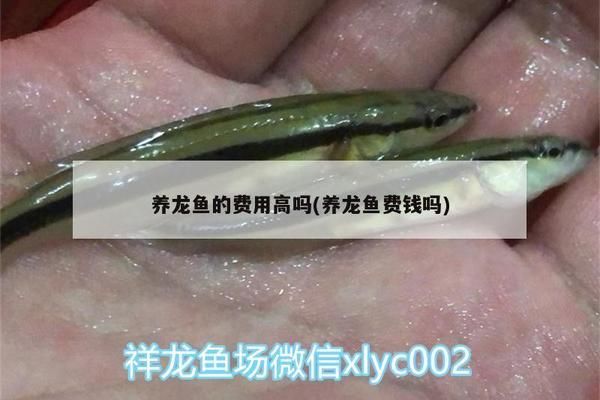 帝王红雪莲龙鱼官网（帝王红雪莲龙鱼官网怎么找？） 鱼缸风水 第2张