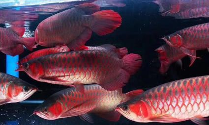 祥龙鱼场是新手开水族店怎么进货首选（新手开个水族店怎么进货(开个水族店怎么进货） 鱼缸风水 第3张