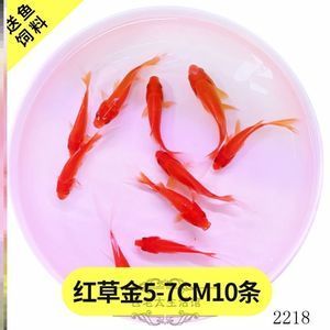 草金鱼能不能喂龙鱼饲料（草金鱼可以作为龙鱼的饲料吗） 鱼缸风水 第6张