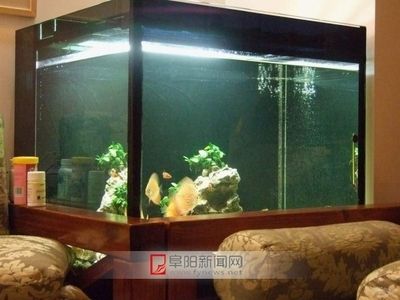 房子装修鱼缸风水怎么样（家中鱼缸摆放有讲究） 鱼缸风水 第2张