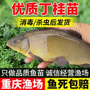 从河里抓的小鱼苗喂龙鱼怎么消毒（喂龙鱼的小鱼怎么消毒） 鱼缸风水 第6张