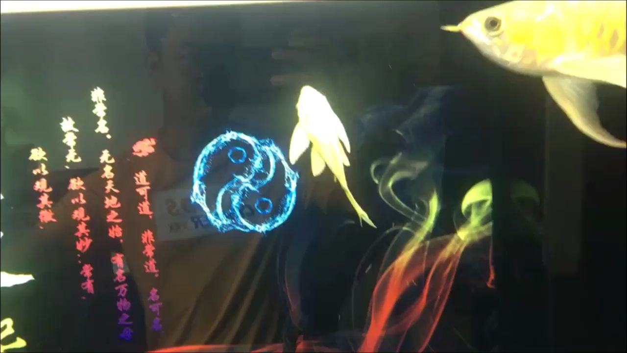 一头蛮牛（广东孟吉儿水族贸易有限公司） 观赏鱼论坛