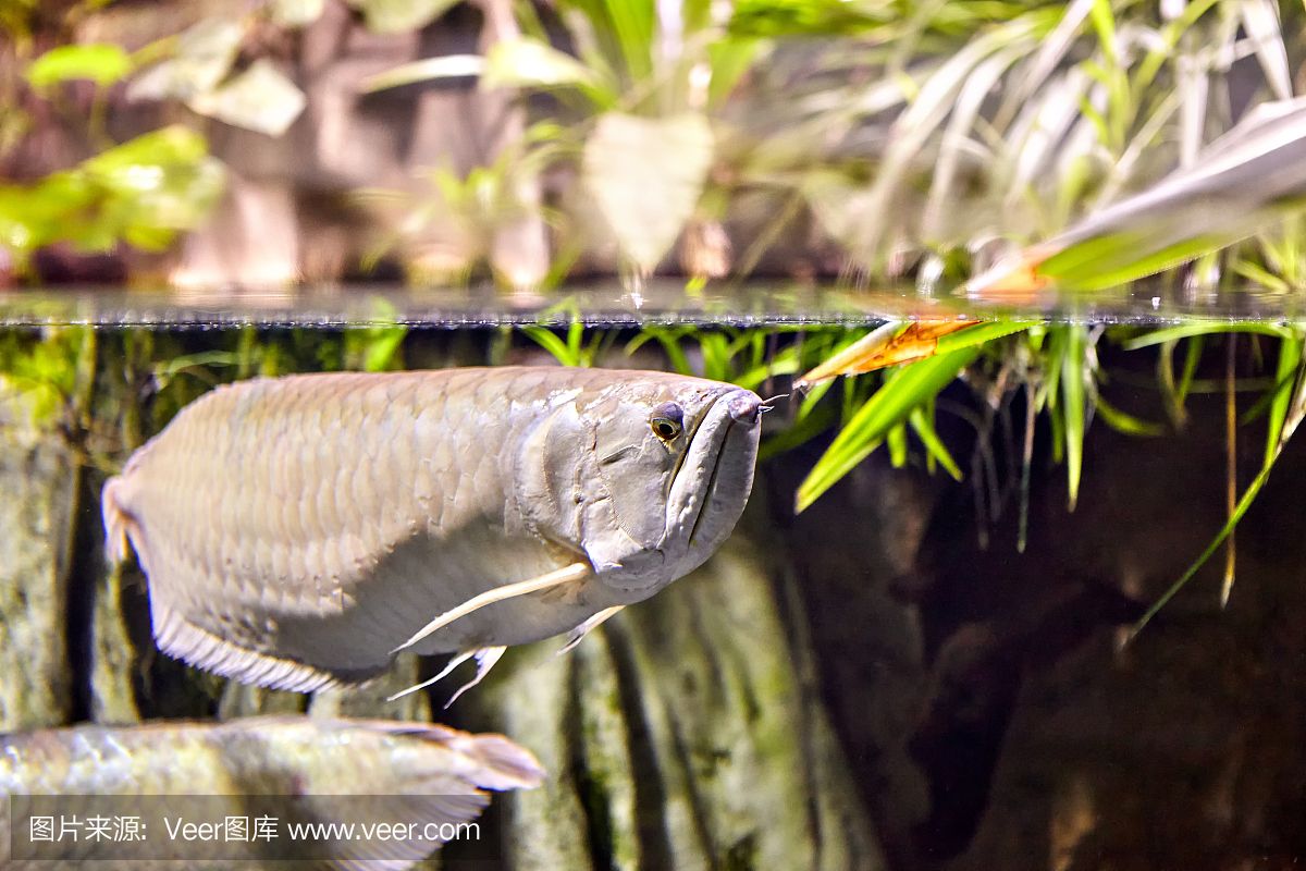 大自然水族龙鱼世界芯片怎么查找（怎么查询龙鱼芯片号）