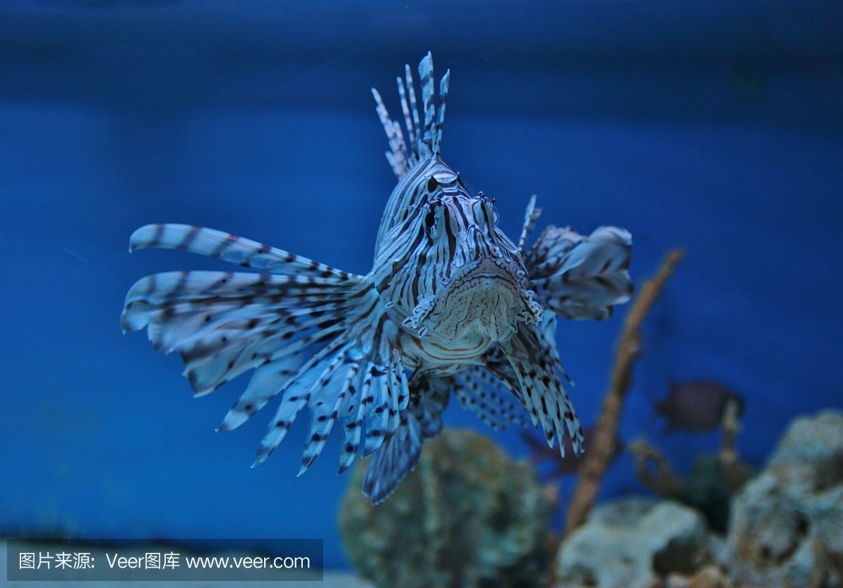 大自然水族龙鱼世界芯片怎么查找（怎么查询龙鱼芯片号）