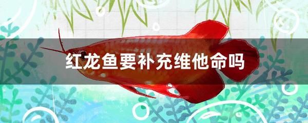 成年红龙鱼几天喂一次（成年红龙鱼喂食频率应该根据生长状况和生活环境来确定） 鱼缸风水 第6张