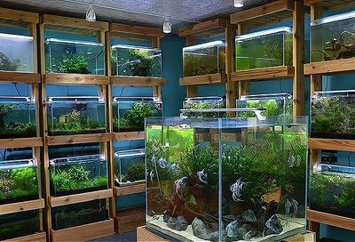 新手开水族店怎么进货（新手开水族店怎么进货推荐5个方法给大家jiameng） 鱼缸风水 第3张