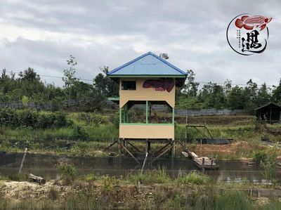 大湖龙鱼是什么意思（大湖龙鱼的特点） 鱼缸风水 第4张