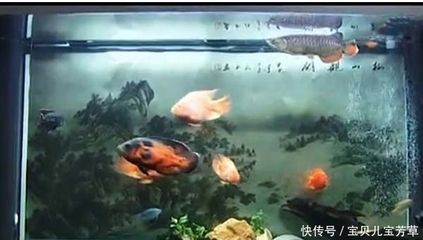 地图和龙鱼混养怎么喂食（地图鱼和龙鱼混养应该怎么养） 鱼缸风水 第1张