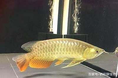 大白片可以直接喂龙鱼吗（大白片可以直接喂食给龙鱼吗） 鱼缸风水 第6张