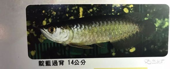 大陆寄龙鱼回台湾（从大陆寄快递到台湾需要注意什么？） 鱼缸风水 第4张