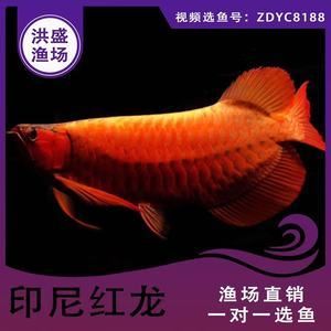 大湖红龙鱼批发（红龙鱼批发价格） 鱼缸风水 第7张