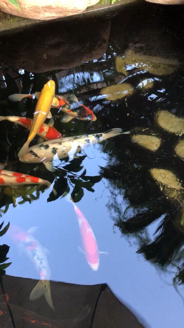 催肥增体一个星期了（高投喂几天下来，感觉鱼的眼睛有点突了） 观赏鱼论坛