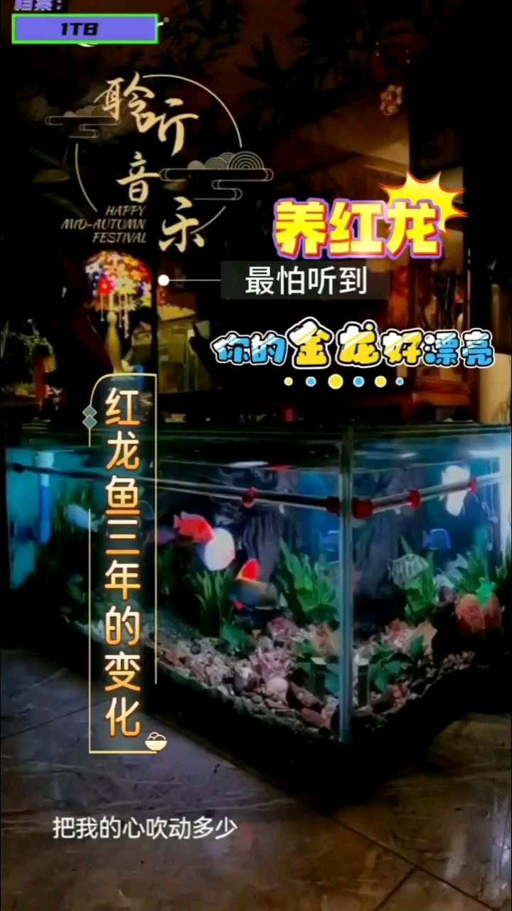 红龙鱼三年的蜕变（终于见到红色鱼鳞边框,aounlee评论：努力回帖）