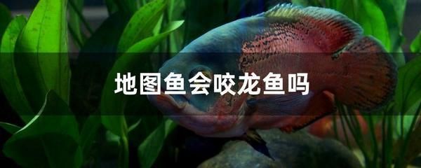 防止龙鱼咬底层的鱼（如何防止龙鱼咬底层鱼） 鱼缸风水 第4张