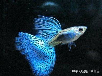 发色好的龙鱼鳞框（发色好的龙鱼鳞框有哪些特点？） 鱼缸风水 第7张