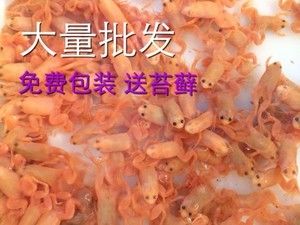 冻虾怎么冻做龙鱼饲料怎么冻（冻的大龙虾怎么做） 鱼缸风水 第6张