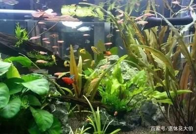 室内鱼缸摆放位置风水图（鱼缸里养什么植物好） 鱼缸风水 第3张