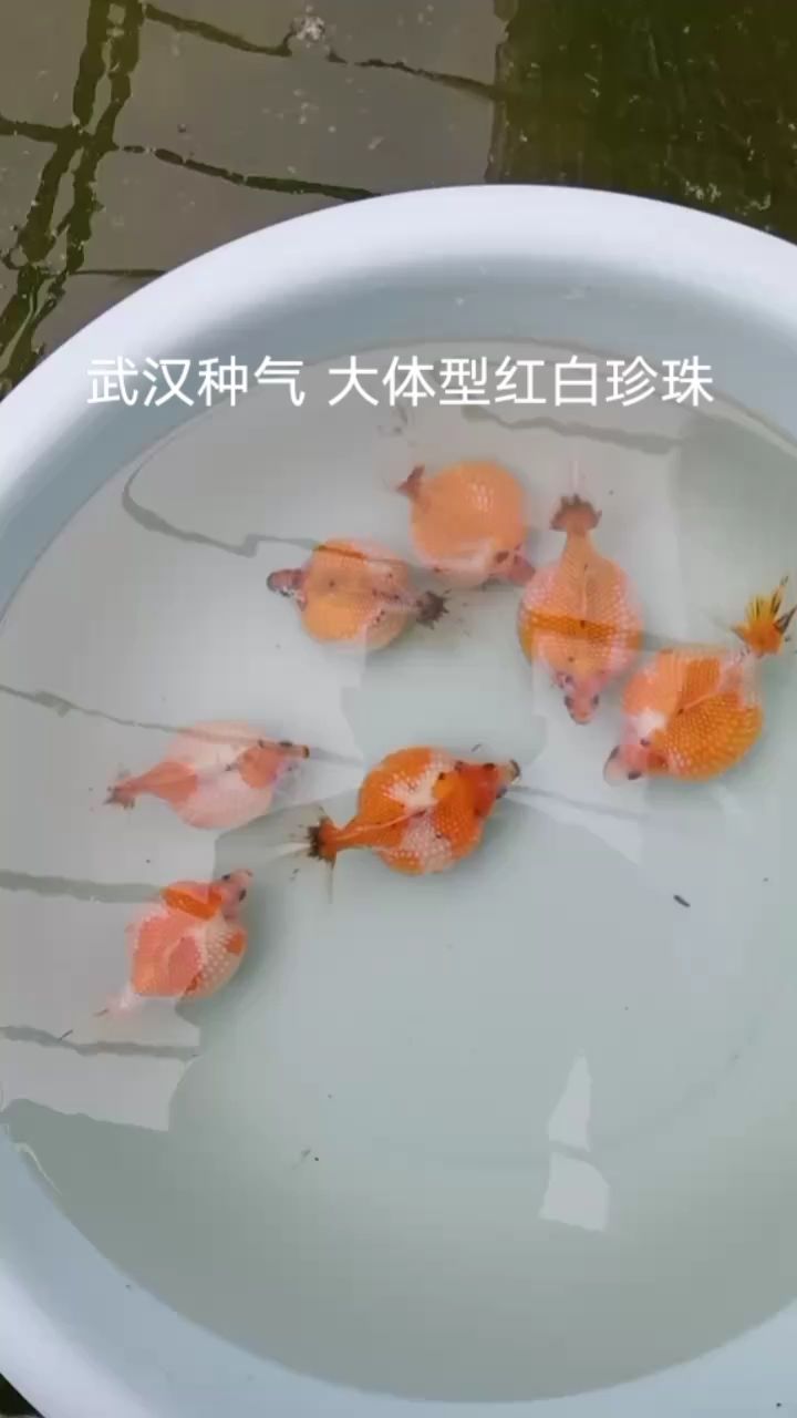 大体型红白珍珠（珍珠黑色部分会褪去成红白） 观赏鱼论坛