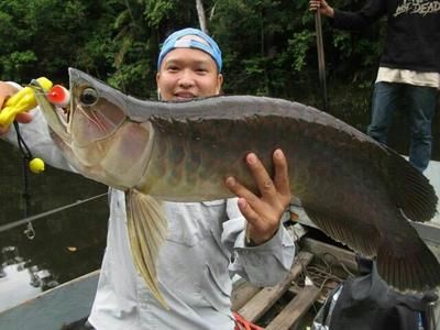 东南亚金龙鱼肉（金龙鱼是什么鱼） 鱼缸风水 第7张