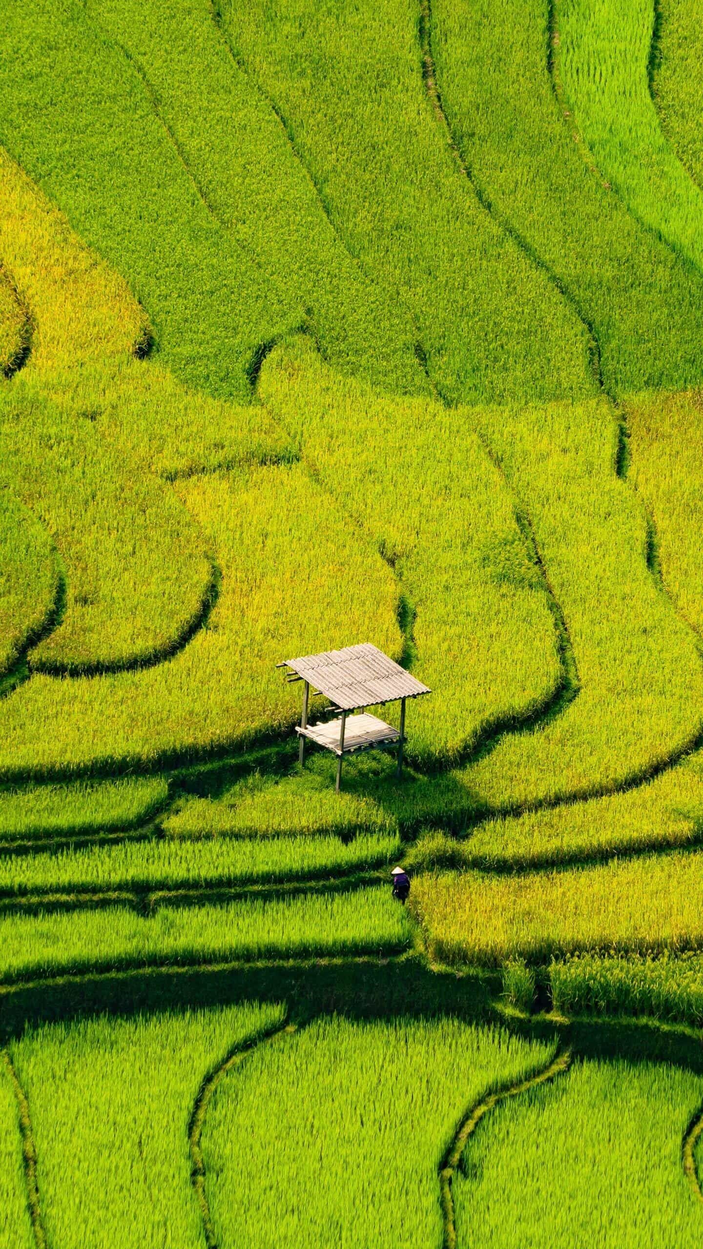 （蜜糖六六评论美景）