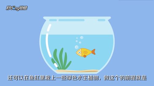 鱼缸怎么布置好看又实用（鱼缸布置技巧）