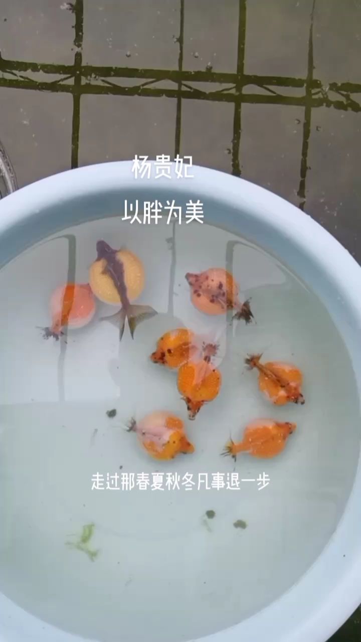 红白珍珠（武汉红白珍珠种气） 观赏鱼论坛