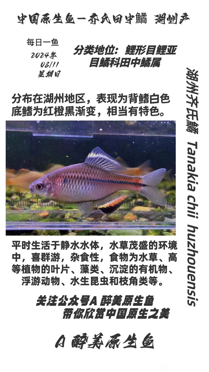 湖州齐氏鱊（湖南省湖南省湖南省湖南省湖南省湖南省湖南省湖南省湖南省湖南省） 观赏鱼论坛