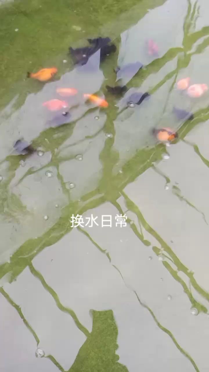 一池龙珠（养鱼人的乐趣就是每次换水时看到鱼的成长和色变） 观赏鱼论坛