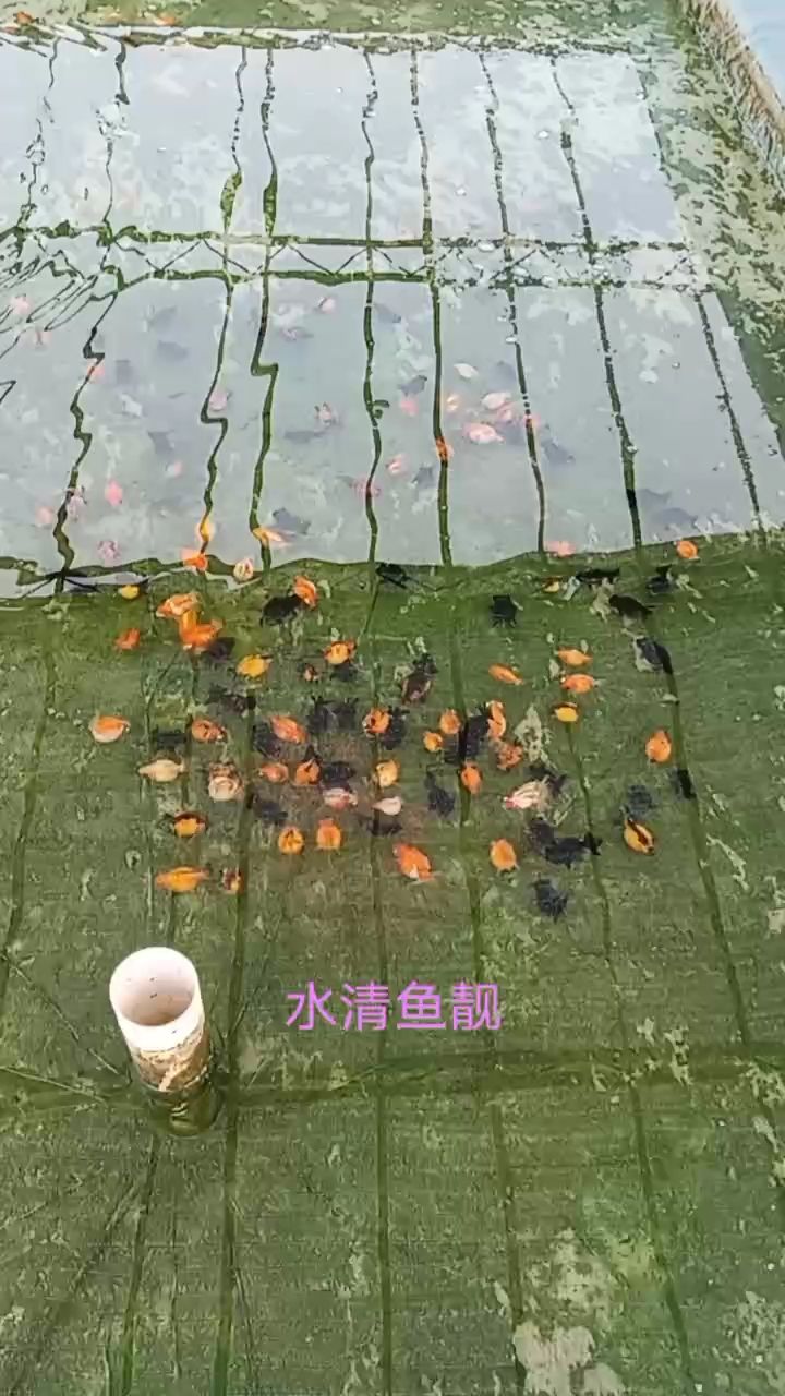 换水随拍（渔场繁殖,nd5urgmd评论：挺多）