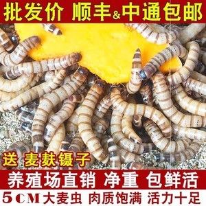 给龙鱼用黄粉泡龙鱼的时间长短药效视频（如何预防龙鱼对黄粉产生耐药性的方法） 鱼缸风水 第5张