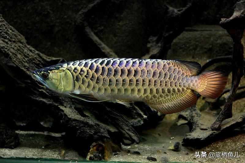 骨舌鱼和龙鱼哪个贵（骨舌鱼与龙鱼的市场价格趋势） 鱼缸风水 第4张